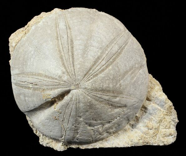 Jurassic Sea Urchin (Clypeus plotti) - England #62704